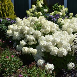 Puffer Fish Hydrangea - Panicle Hydrangea