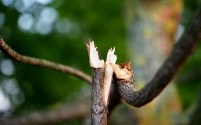 How to Assess a Damaged Tree from Chicago Winter