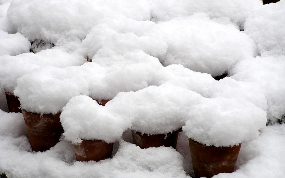 Snow Covered Pots