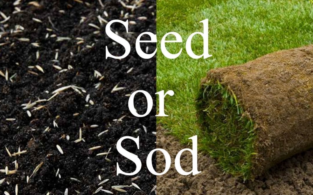 Grass seed or sod