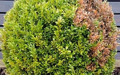 Chicagoland Winter Boxwood Hedge Damage