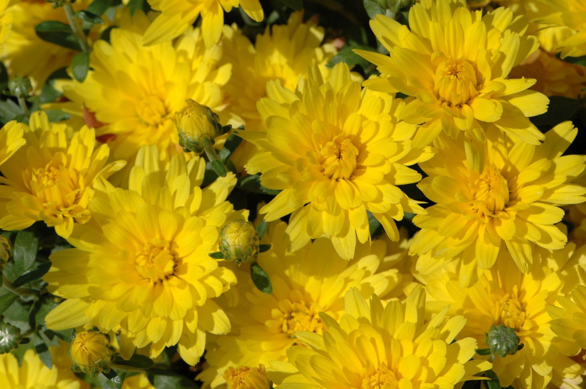 Yellow Mum in bloom closeup