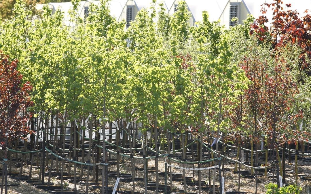 Shade trees in pots for landscape supply