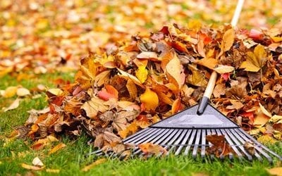 Fall Clean Up