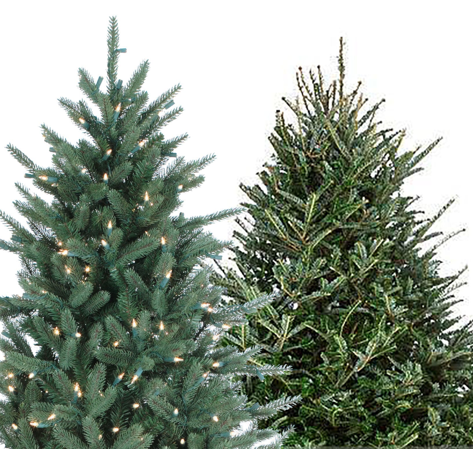 Artificial Vs Fresh Cut Christmas Trees Platt Hill Nursery Blog And Advice 4258