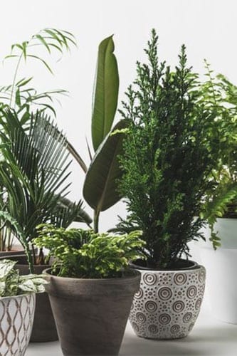 houseplants for clean air