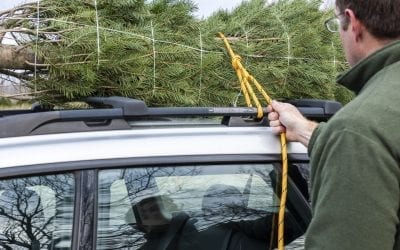 Fresh-cut Christmas Tree Care