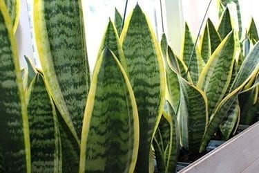 The Benefits of the Snake Plant: A Hardy and Health-Boosting Houseplant