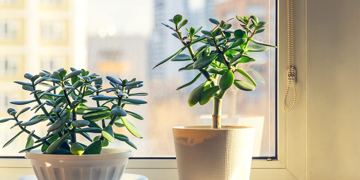 houseplants-as-living-decor-jade-plant-window