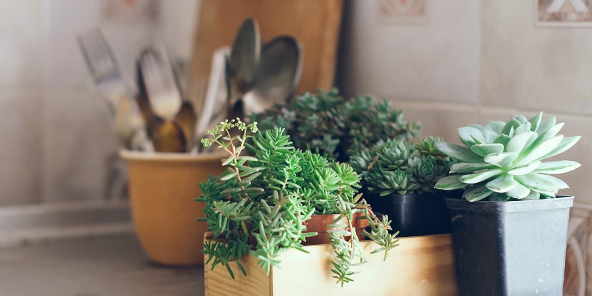 houseplants-as-living-decor-succulents-in-kitchen
