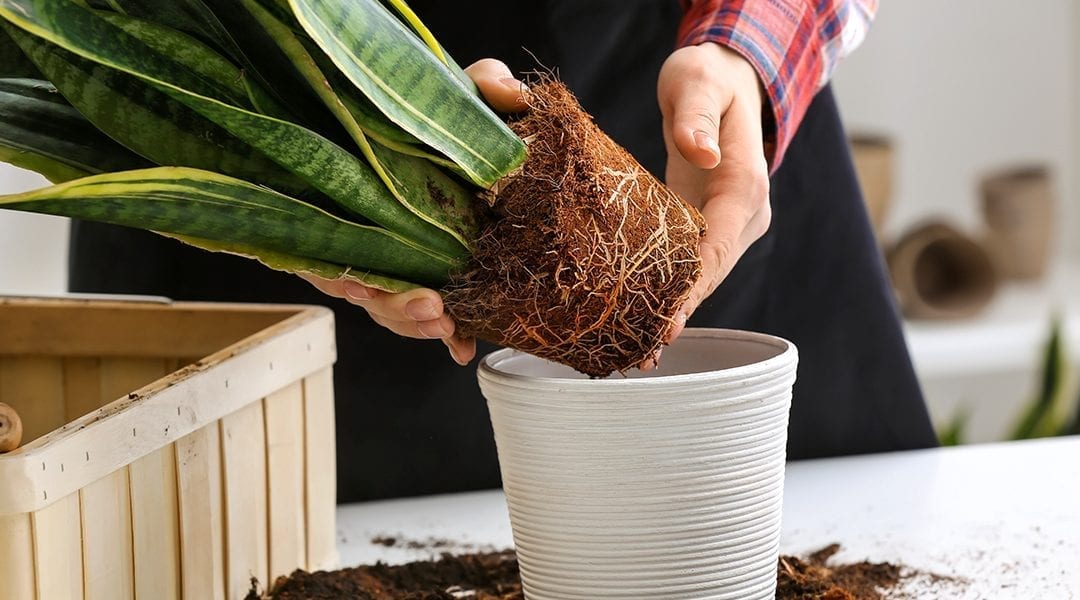 Repotting: Why and when?