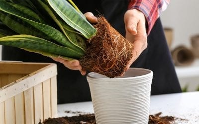 Houseplant Repotting, Explained
