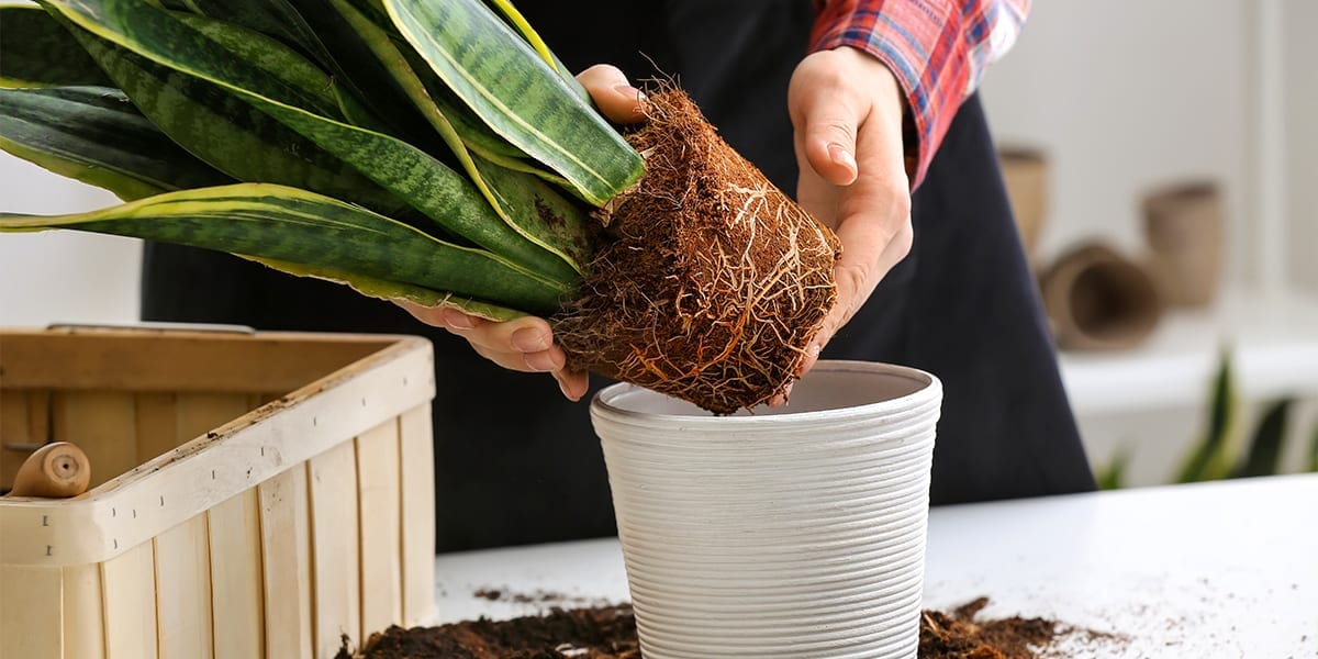 Houseplant Repotting Explained Platt Hill Nursery Blog And Advice 