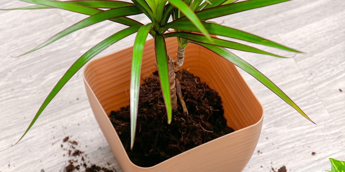 repotting-houseplants-explained-tropical-plant-in-large-pot-from-above