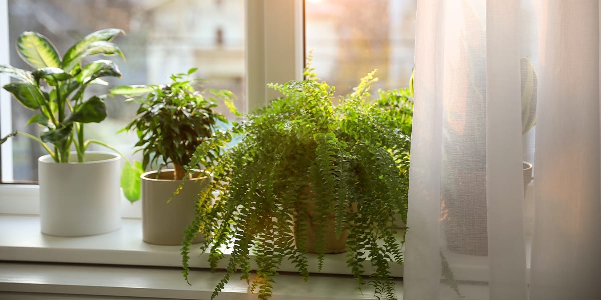 terracotta-vs-ceramic-which-is-better-fern-on-windowsill