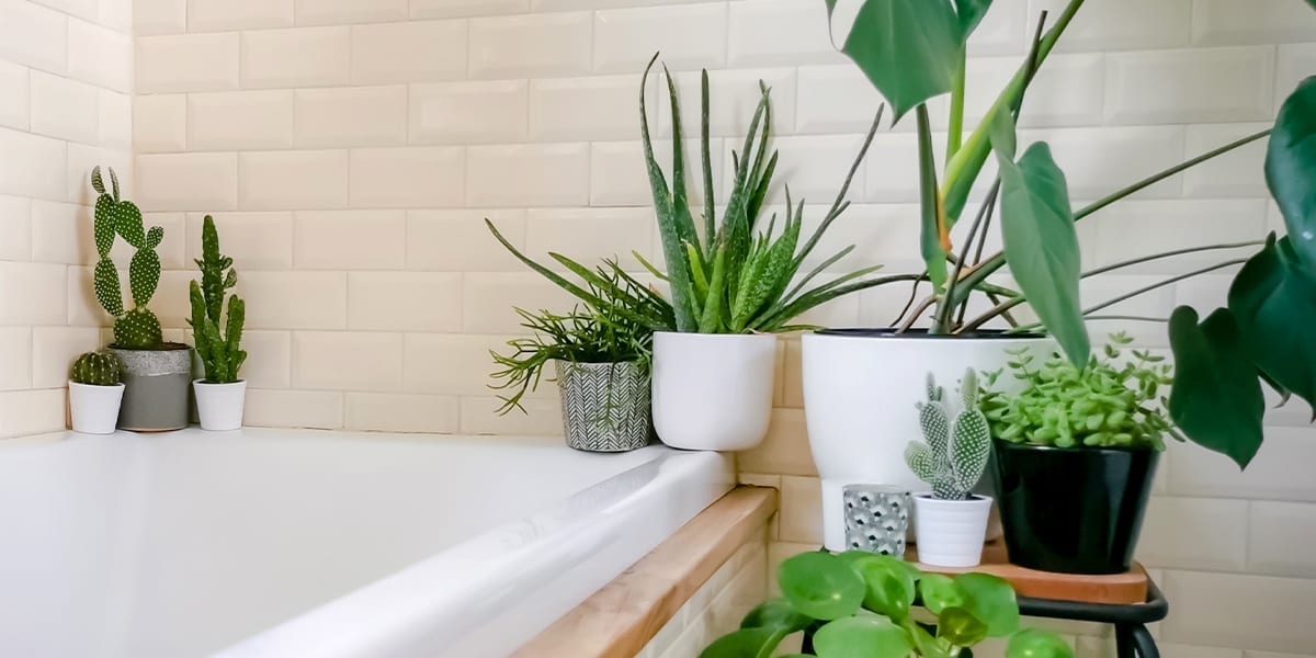 Terracotta vs. Ceramic Pots: Which is Better for Your Houseplants?