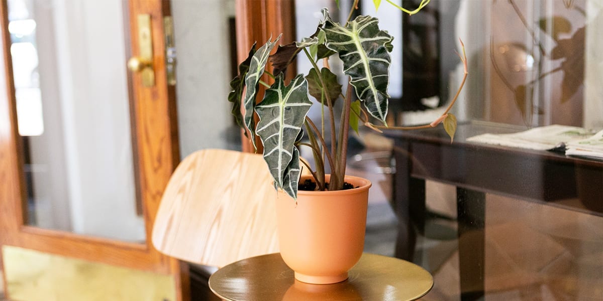Terracotta Pots for Indoor Plants 