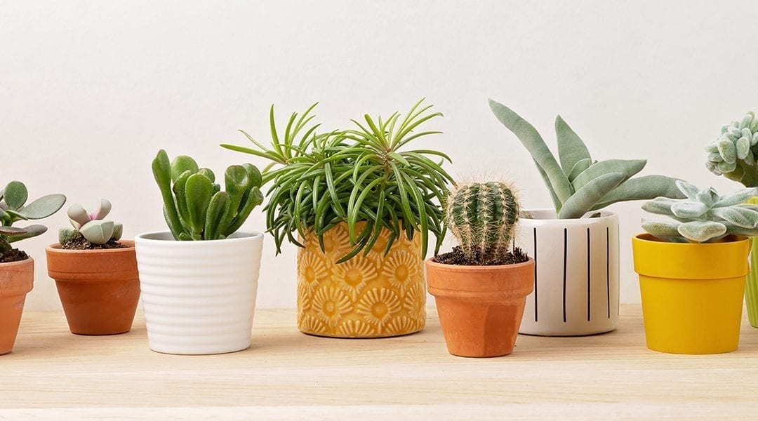 https://platthillnursery.com/wp-content/uploads/2020/01/terracotta-vs-ceramic-which-is-better-plants-in-pots-white-background-1080x600.jpg