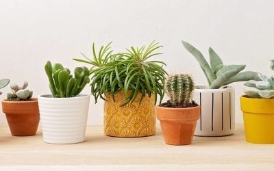 Terracotta vs. Ceramic Pots: Which is Better for Your Houseplants?