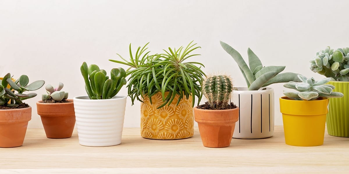 Pots of indoor plants