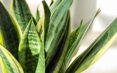 5 Houseplants for Beginners