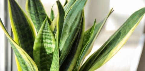 5 Houseplants for Beginners | Platt Hill Nursery | Blog & Advice