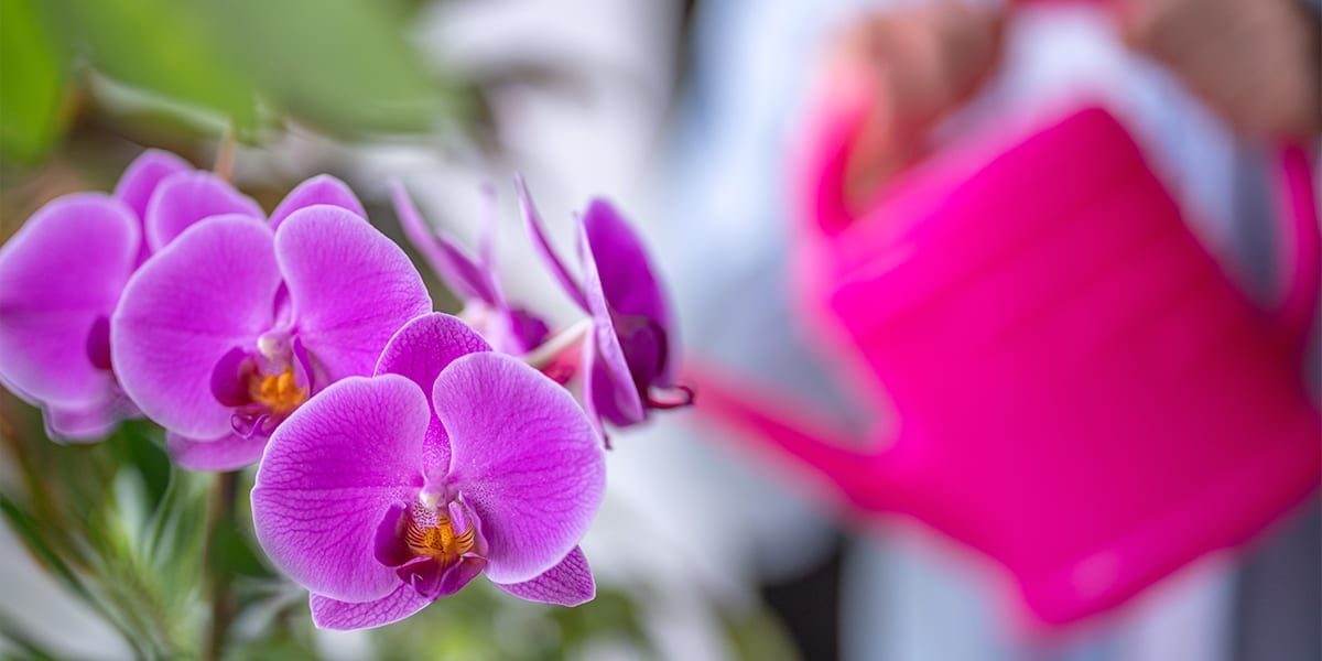 caring-for-orchids-pink-orchid-being-watered