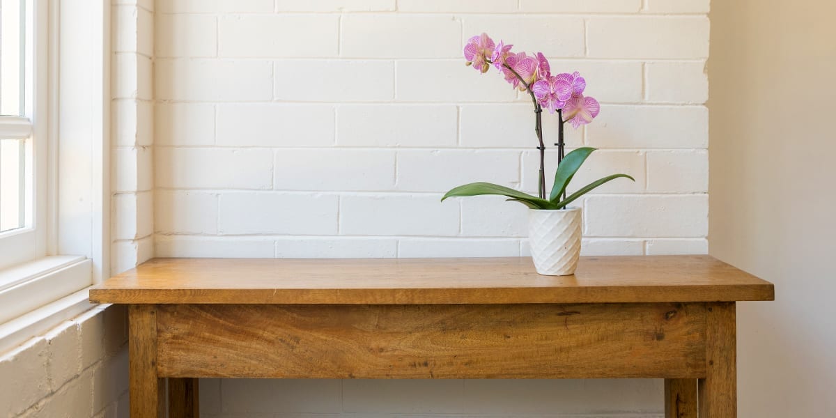 caring-for-orchids-pink-orchid-on-desk-white-brick