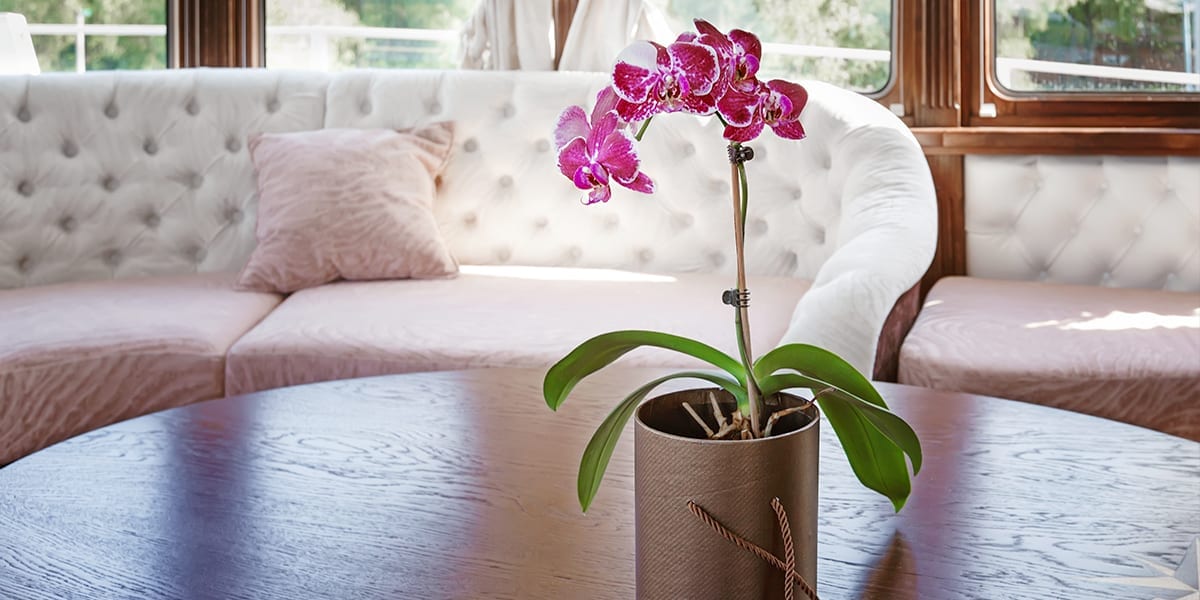 caring-for-orchids-pink-orchid-on-table-in-cabin