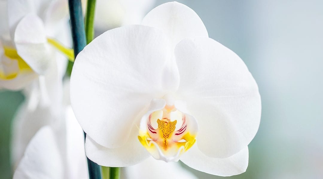 caring-for-orchids-white-moth-orchid-up-close