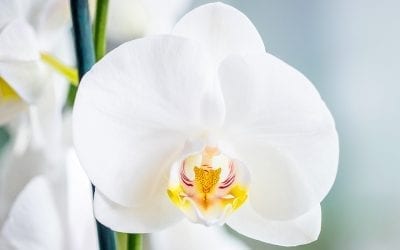 How to Care for Orchids