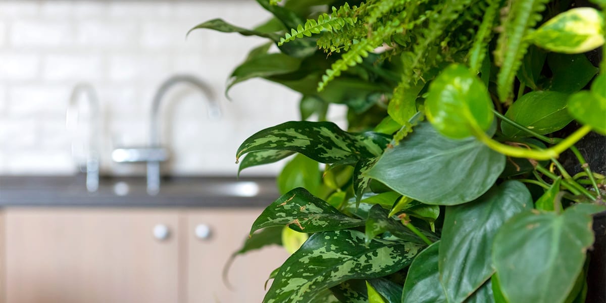 creating-a-vertical-garden-living-wall-in-kitchen-up-close