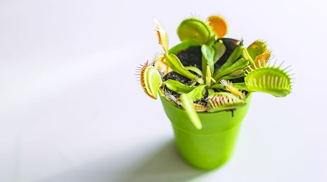 houseplants-for-kids-venus-fly-trap-in-bright-green-pot