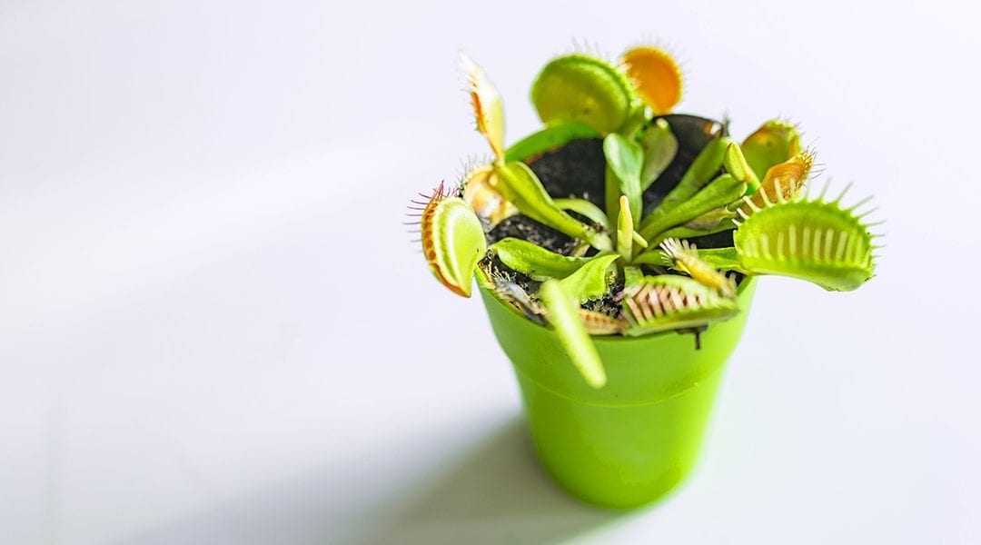 5 Cool Houseplants Kids Will Love