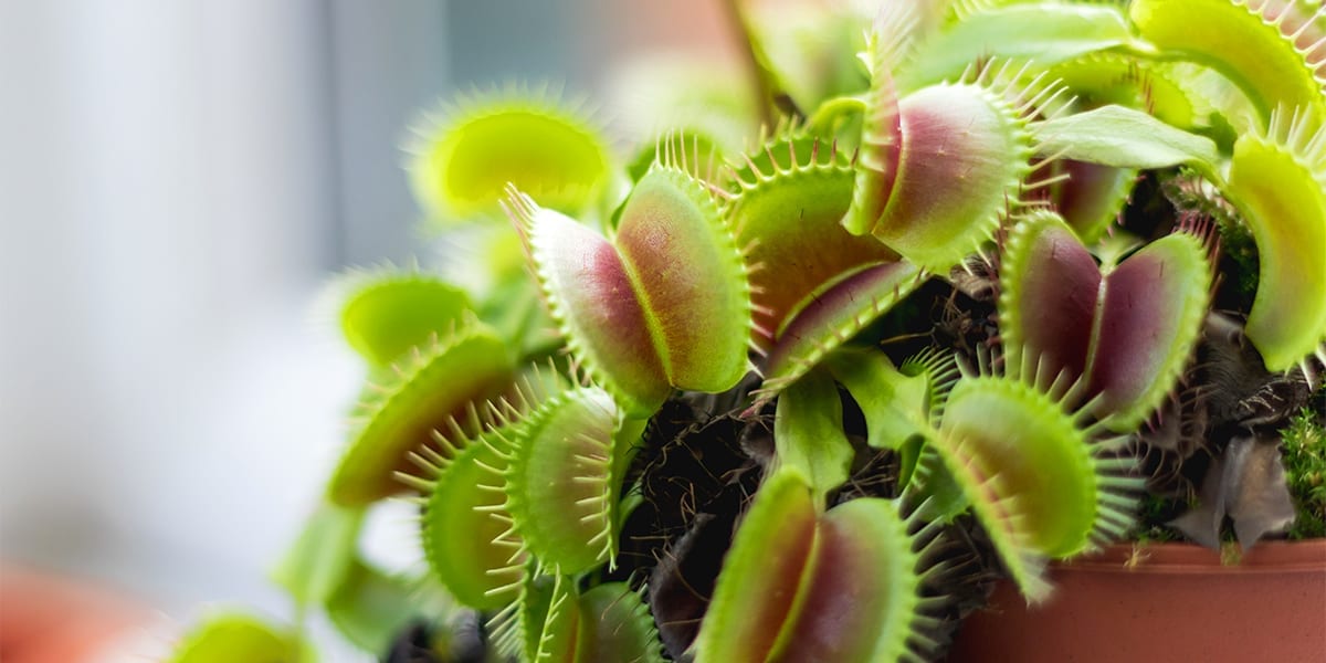 houseplants-for-kids-venus-fly-trap-up-close
