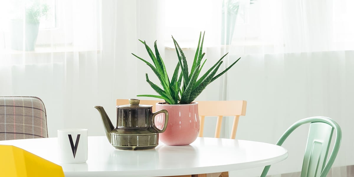 houseplants-for-sunny-windows-aloe-plant-on-table