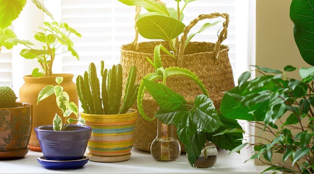 houseplants-for-sunny-windows-houseplants-in-sunny-window-header