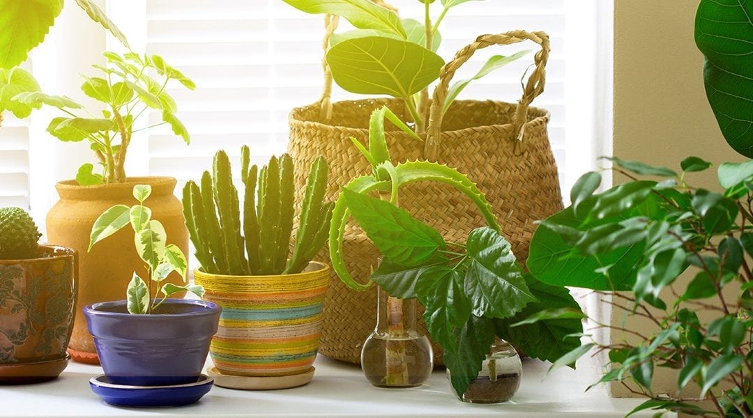 Unique houseplants add interest to the indoors - Jamestown Sun