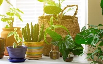 6 Houseplants for Hot, Sunny Windows