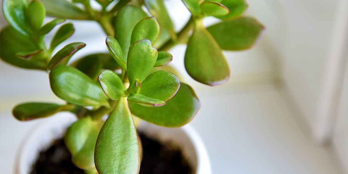 houseplants-for-sunny-windows-jade-plant-in-window-up-close