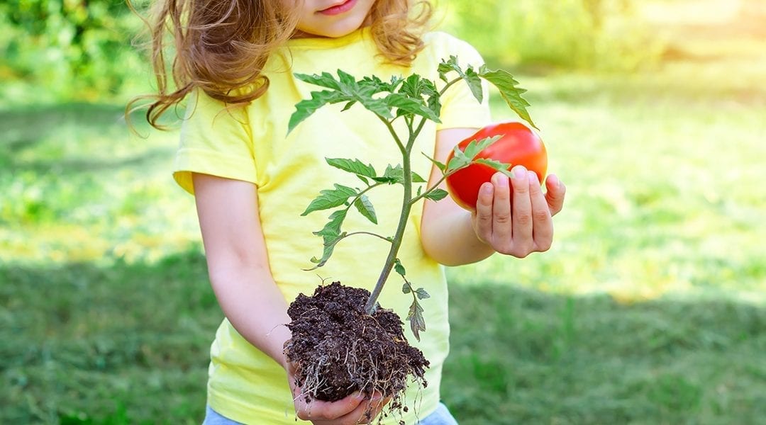 kid-friendly-edible-gardening-child-holding-tomato-plant