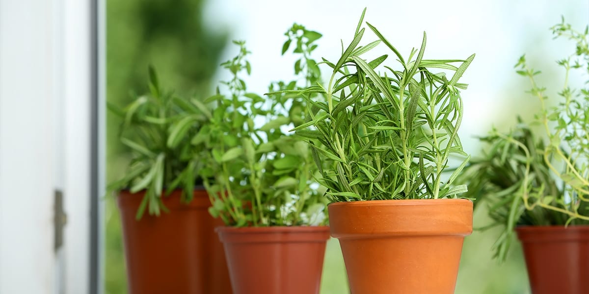 kid-friendly-edible-gardening-herb-plants-in-windowsill