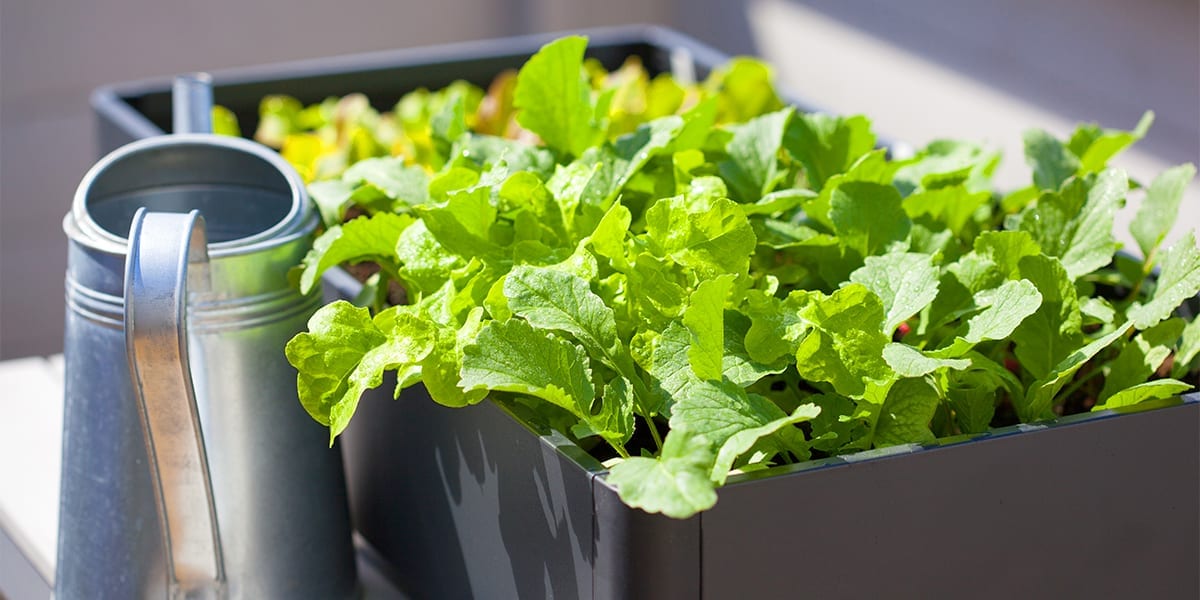 kid-friendly-edible-gardening-lettuce-plant-in-container