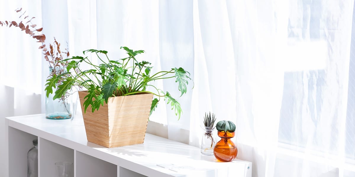 maximize-space-window-houseplants-houseplants-on-shelf-white-curtains