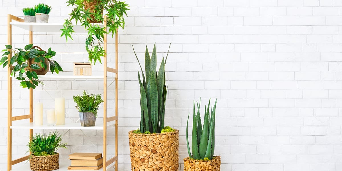 maximize-space-window-houseplants-shelves-and-stands-white-brick-wall