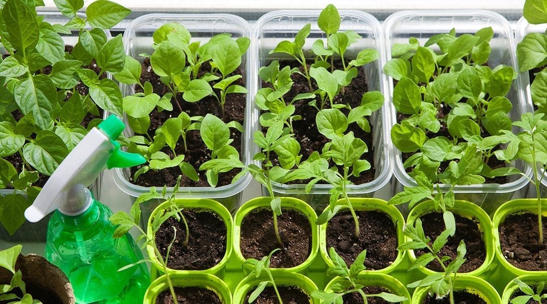 seed-starting-guide-seedlings-and-spray-bottle-in-windowsill