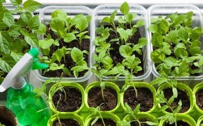 How and When to Start Seeds Indoors in Illinois