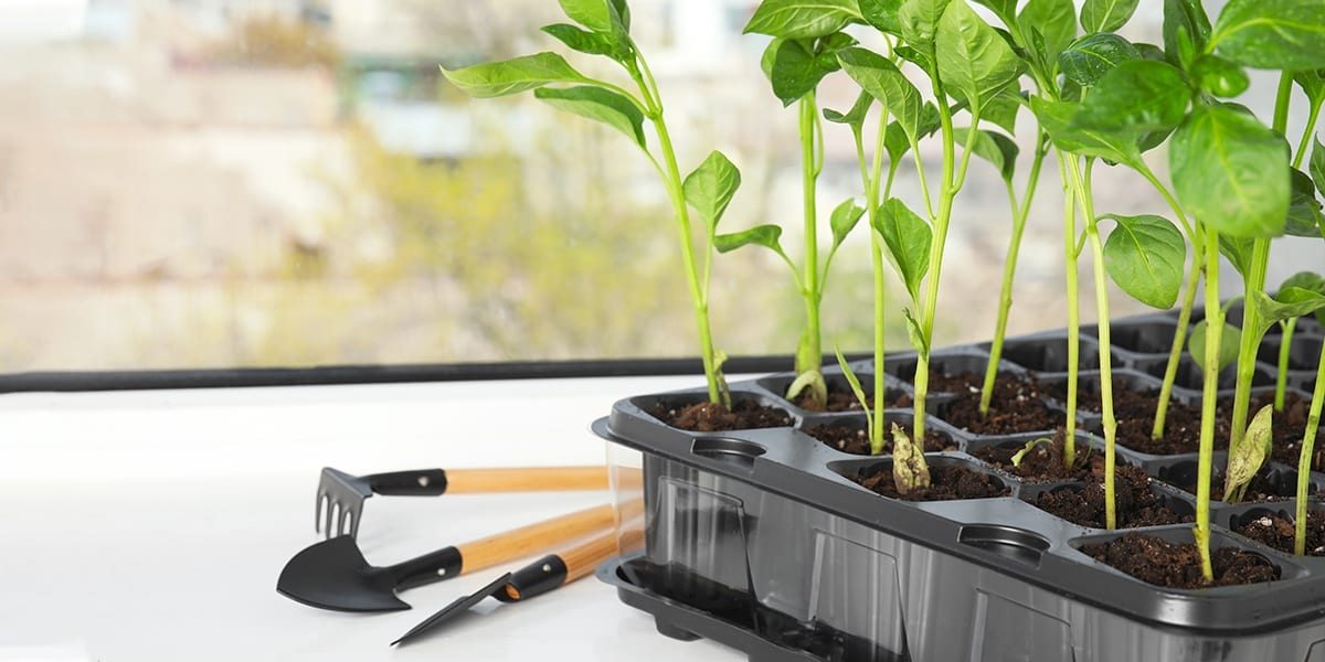 seed-starting-guide-seedlings-in-tray-windowsill