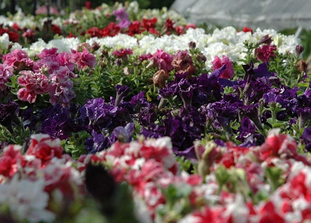 Flats of blooming annual flowers