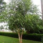 Heritage River Birch Tree - Fast Growing Trees & Shrubs